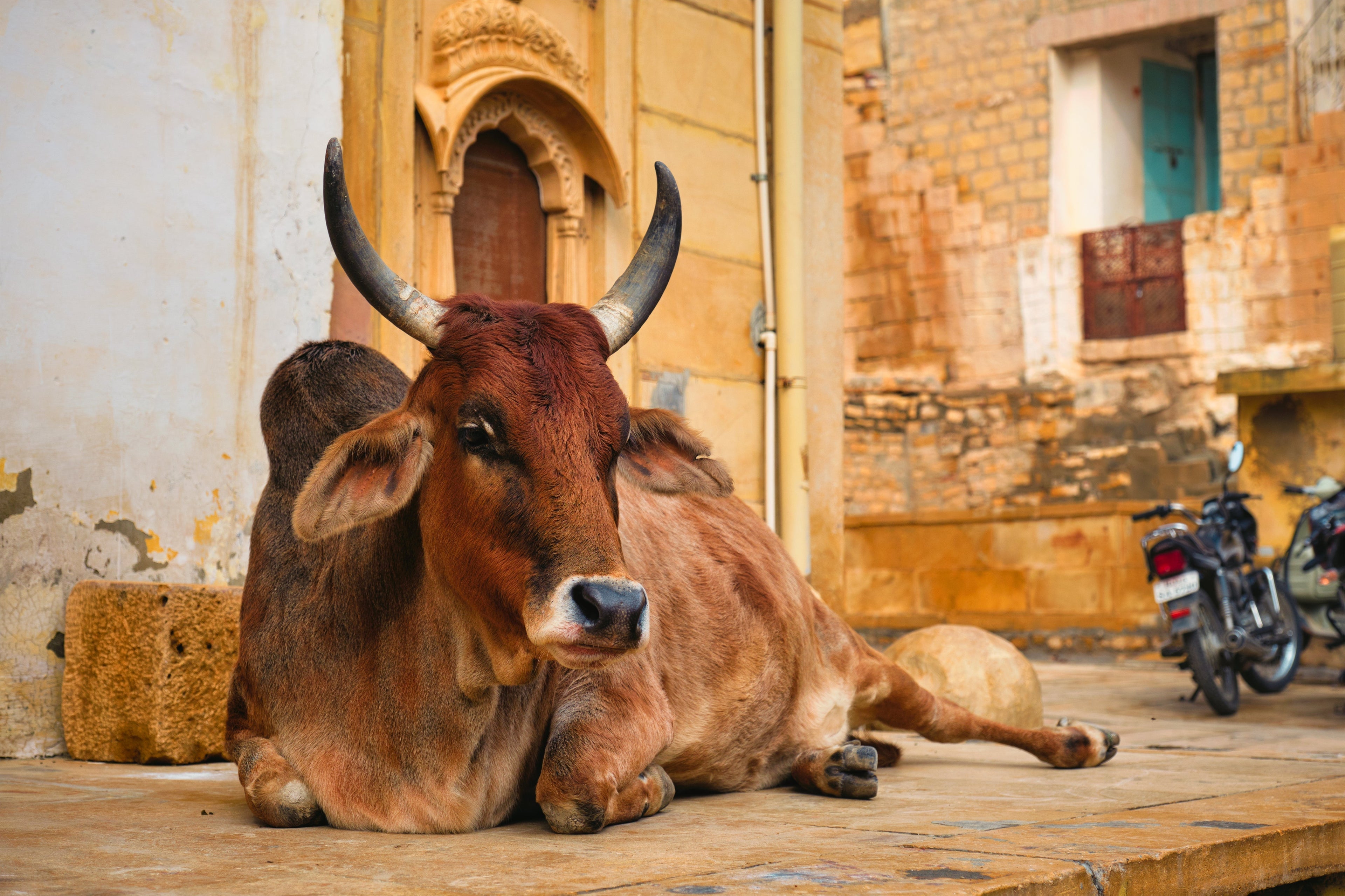 Sacred cow resting on a street in India, symbol of Ahimsa and non-violence in yoga philosophy.